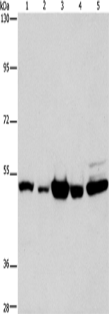 Rabbit Polyclonal Antibody to PDE4D