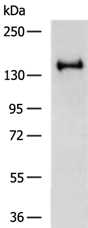Rabbit Polyclonal Antibody to EIF2AK3