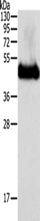 Rabbit Polyclonal Antibody to PGC