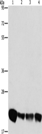 Rabbit Polyclonal Antibody to PEBP1