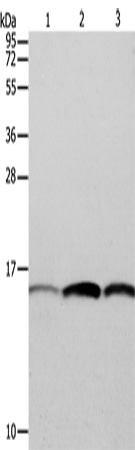 Rabbit Polyclonal Antibody to PFN1