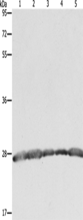 Rabbit Polyclonal Antibody to PRDX3