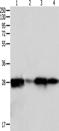 Rabbit Polyclonal Antibody to PRDX6