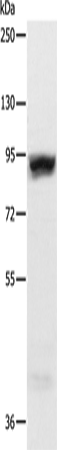 Rabbit Polyclonal Antibody to RRM1