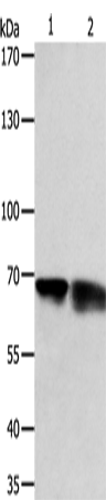 Rabbit Polyclonal Antibody to PSMD3