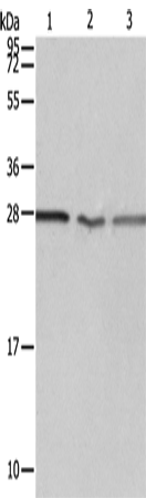 Rabbit Polyclonal Antibody to PSMD9