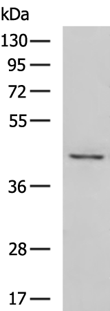 Rabbit Polyclonal Antibody to PTGES2