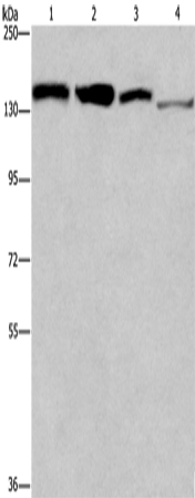 Rabbit Polyclonal Antibody to RAD54L2