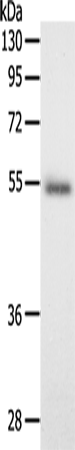 Rabbit Polyclonal Antibody to SCG3