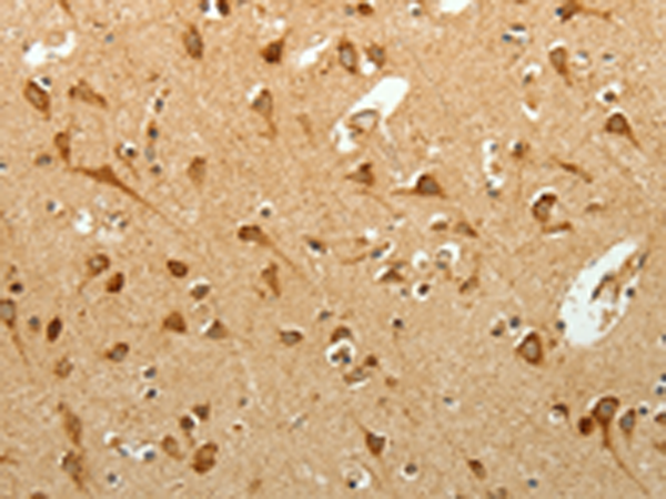 Rabbit Polyclonal Antibody to SELENOM