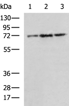 Rabbit Polyclonal Antibody to PTPN11