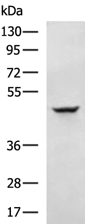 Rabbit Polyclonal Antibody to SIRT3
