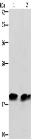 Rabbit Polyclonal Antibody to SKP1