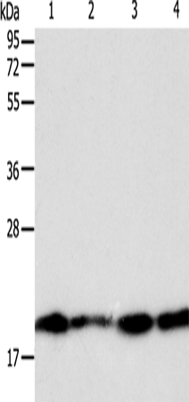 Rabbit Polyclonal Antibody to DIABLO