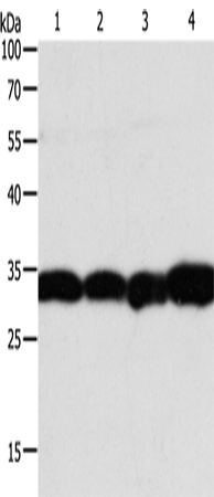 Rabbit Polyclonal Antibody to NAPA