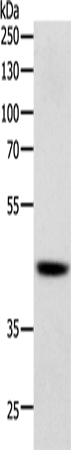 Rabbit Polyclonal Antibody to SOX7