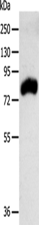 Rabbit Polyclonal Antibody to RPAP3