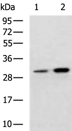 Rabbit Polyclonal Antibody to SPIN1