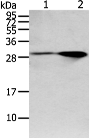 Rabbit Polyclonal Antibody to SPIN4
