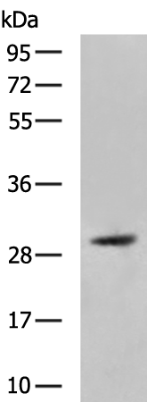 Rabbit Polyclonal Antibody to SPIN2B
