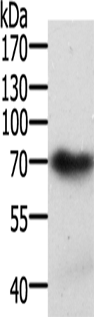 Rabbit Polyclonal Antibody to SPDL1