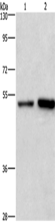 Rabbit Polyclonal Antibody to SYT4