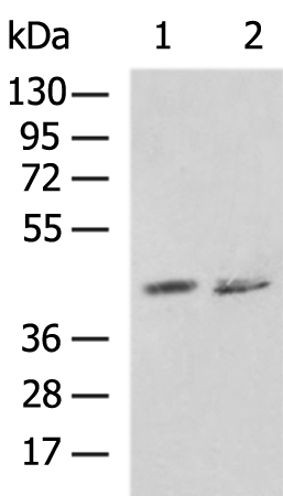Rabbit Polyclonal Antibody to SYT5
