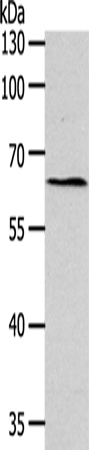 Rabbit Polyclonal Antibody to SYT7