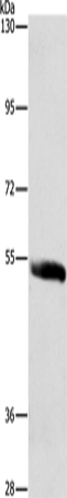 Rabbit Polyclonal Antibody to SYT17