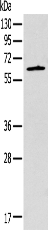 Rabbit Polyclonal Antibody to SPATA7