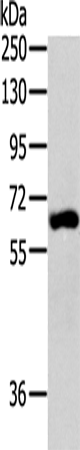 Rabbit Polyclonal Antibody to BIRC2