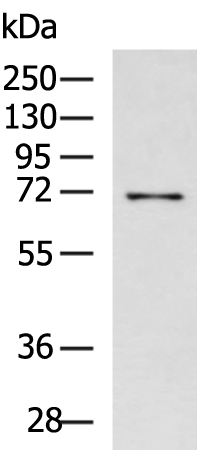 Rabbit Polyclonal Antibody to BIRC3