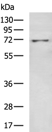 Rabbit Polyclonal Antibody to SYVN1
