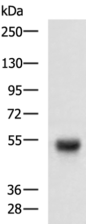 Rabbit Polyclonal Antibody to MAPT
