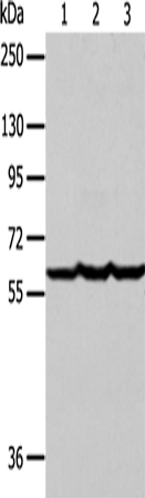 Rabbit Polyclonal Antibody to F9