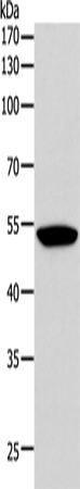 Rabbit Polyclonal Antibody to F10