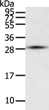 Rabbit Polyclonal Antibody to TFPI2