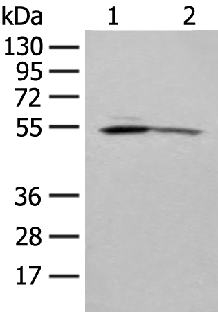Rabbit Polyclonal Antibody to KLF10