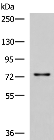 Rabbit Polyclonal Antibody to TGFBI