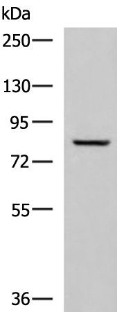 Rabbit Polyclonal Antibody to TGM3
