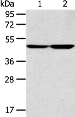 Rabbit Polyclonal Antibody to TEKT4