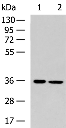 Rabbit Polyclonal Antibody to TRADD