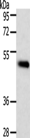 Rabbit Polyclonal Antibody to TRAF1