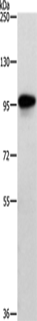 Rabbit Polyclonal Antibody to TRAF3IP1