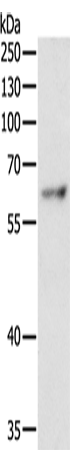 Rabbit Polyclonal Antibody to TRAF3IP2