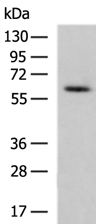 Rabbit Polyclonal Antibody to TRAF6