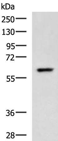 Rabbit Polyclonal Antibody to TERF1