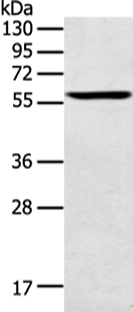 Rabbit Polyclonal Antibody to SPATA6