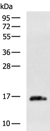 Rabbit Polyclonal Antibody to TSLP