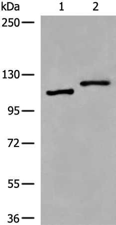 Rabbit Polyclonal Antibody to VPS18